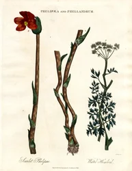Phelipaea et Phellandrum