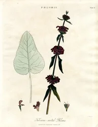 Phlomis : Sauge de Jérusalem à racines tubéreuses