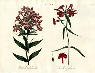 Espèces de phlox