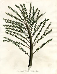 Phoenix (palmier dattier)