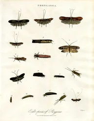 Phryganea - Phryganes