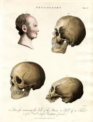 Physiognomonie - Crânes de différentes ethnies