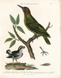 Phytotome et Pic avec détails anatomiques