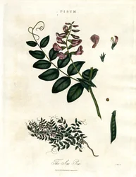 Pisum - Le pois