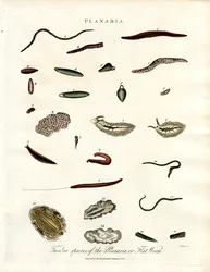 Planaria - Douze espèces de vers plats