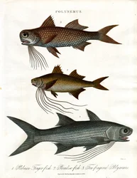 Polynemus species (Threadfins)