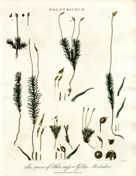 Polytrichum