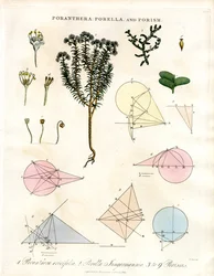 Poranthera ; Porella et Porismes