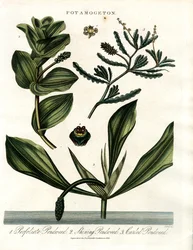 Potamogeton (espèce de potamot)