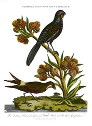 Glaucopis et Gnaphalium : Glaréole autrichienne ; Glaucopis cinéraire et Gnaphalium de choix
