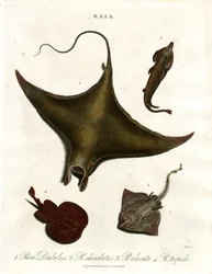 Espèces Raia (raies)