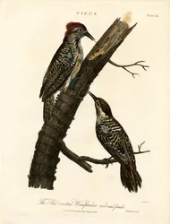 Pic à huppe rouge (mâle et femelle)