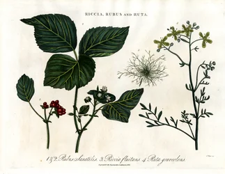 Riccia ; Rubus et Ruta