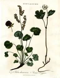 Rubus et Rumex : Myrtille et oseille de montagne