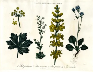 Espèces de sauge, de sanicle et de saxifrage