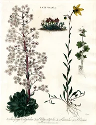 Espèces de saxifraga