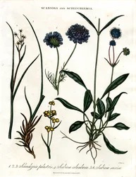 Scabiosa et Scheuchzeria
