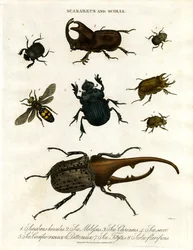 Scarabaeus et Scolia (coléoptères et guêpes fouisseuses)