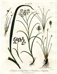 Espèce de Scirpus