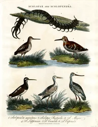 Scolopax et Scolopendra