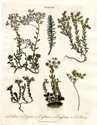 Sedum : Diverses espèces d
