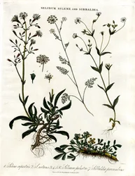 Selinum ; Silene et Sibbaldia