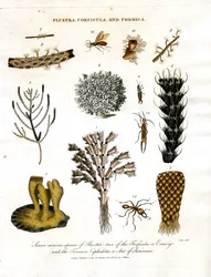 Sept espèces curieuses de Flustra, deux de Forficula ou perce-oreille, et le Formica Cephalotes ou fourmi du Surinam.