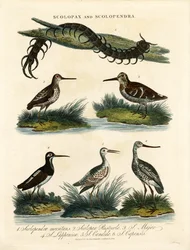 Bécassine (Scolopax) et Mille-pattes (Scolopendra)