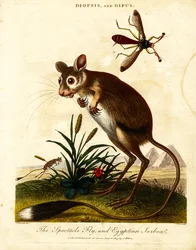 Mouche à lunettes et gerboise égyptienne