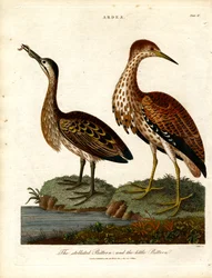 Butor étoilé et petit butor