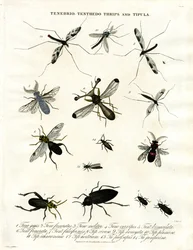 Tenebrio;Tenthedo;Thrips et Tipula - Diversité des insectes
