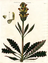 Pédiculaire tepturée (Pedicularis)