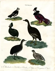 Espèce Tetrao (Tétras)