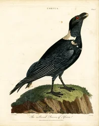Le corbeau à collier d