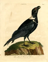 Le corbeau à collier d