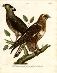 La buse huppée et la buse gantée