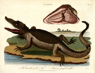 Le crocodile du Nil et la tête d