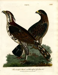 La buse douteuse et l