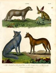 Le Jackall, le renard gris, le renard arctique et le Zerda
