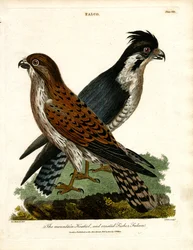 Le faucon crécerellette et le faucon pêcheur huppé