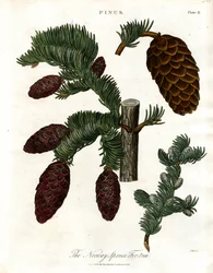 Le sapin de Norvège