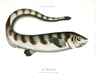 Le Notacanthe