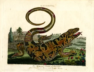 Le lézard varan du Suriname