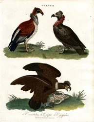 Trois espèces de vautours (Vultur)