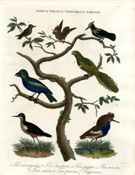 Todus;Tringa;Trochilus et Trogon