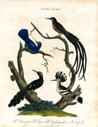 Upupa et Yunx (huppe et faucon)