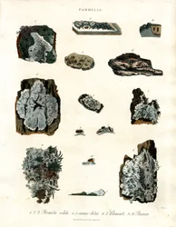 Diverses espèces de lichens du genre Parmelia