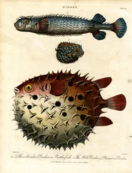 Divers poissons-épics (Diodon)