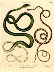 Diverses espèces de serpents
