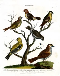 Diverses espèces de pinsons (Fringilla)